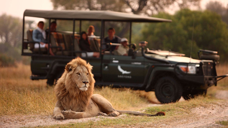 Southern African Safari